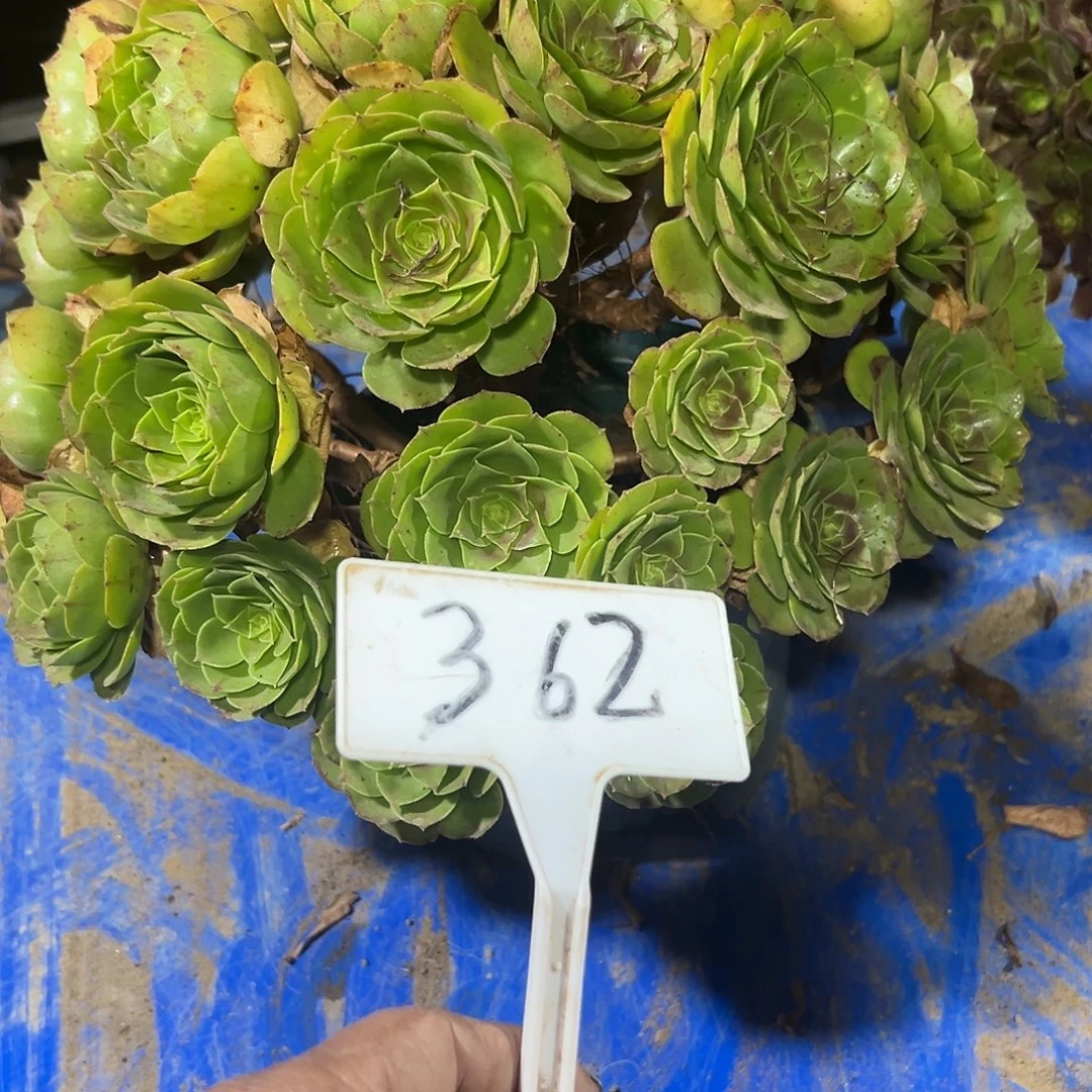 多肉植物万圣节法师362