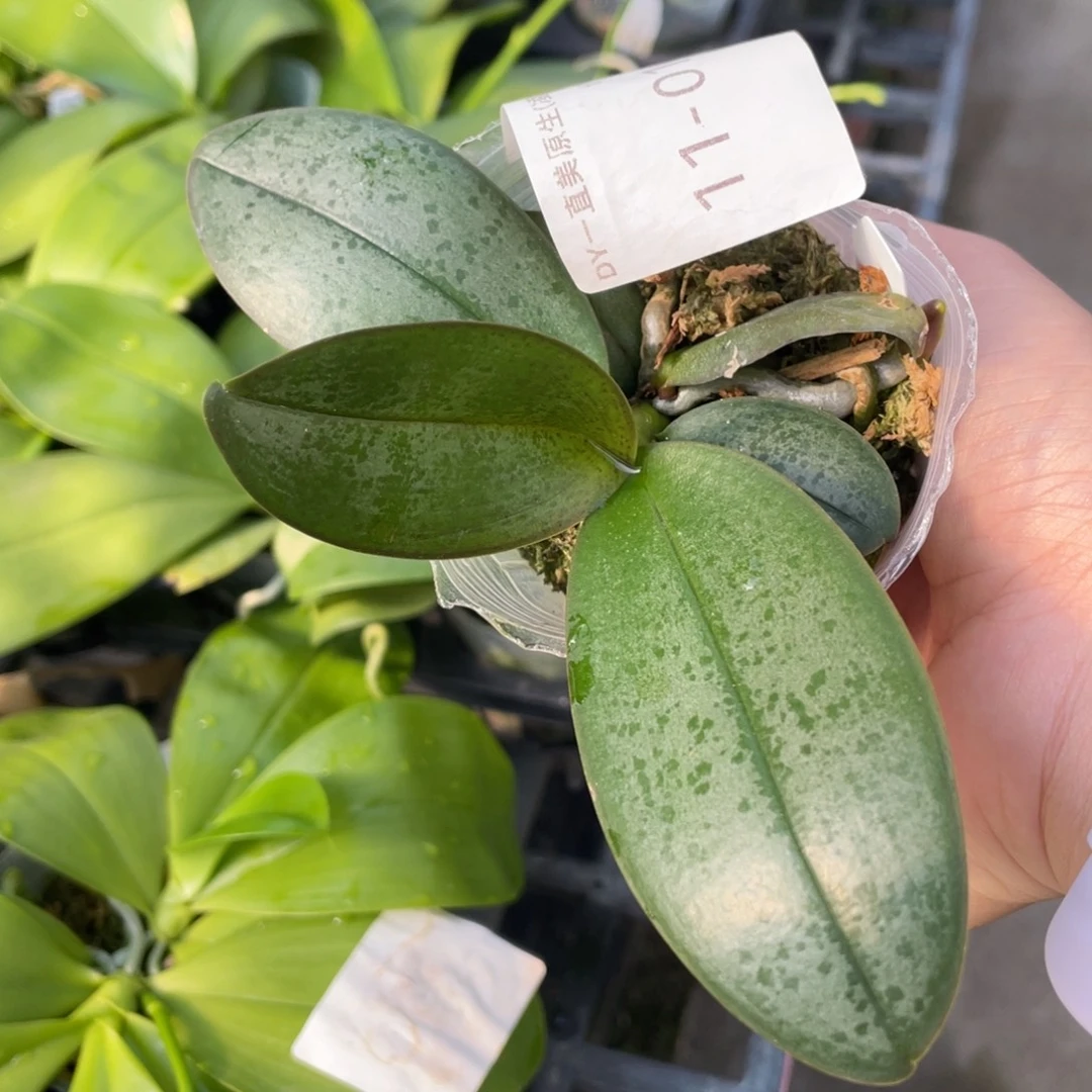 当前无花栽培后可以开花2.5桃之夭夭