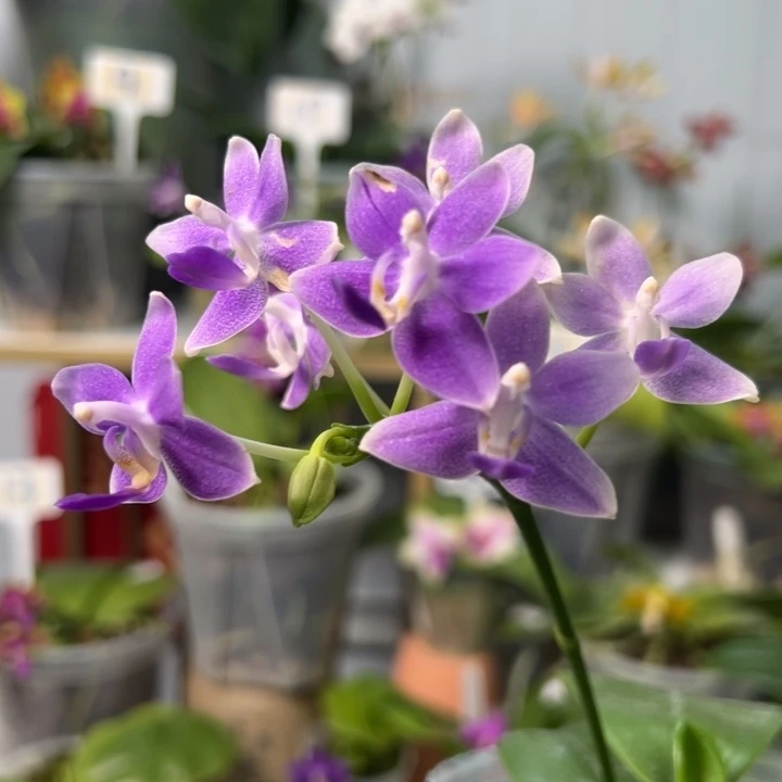 大部分开放少量花苞EQ狗3.0寸带花苞