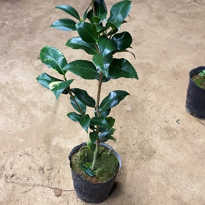 无花朵黄秀球。