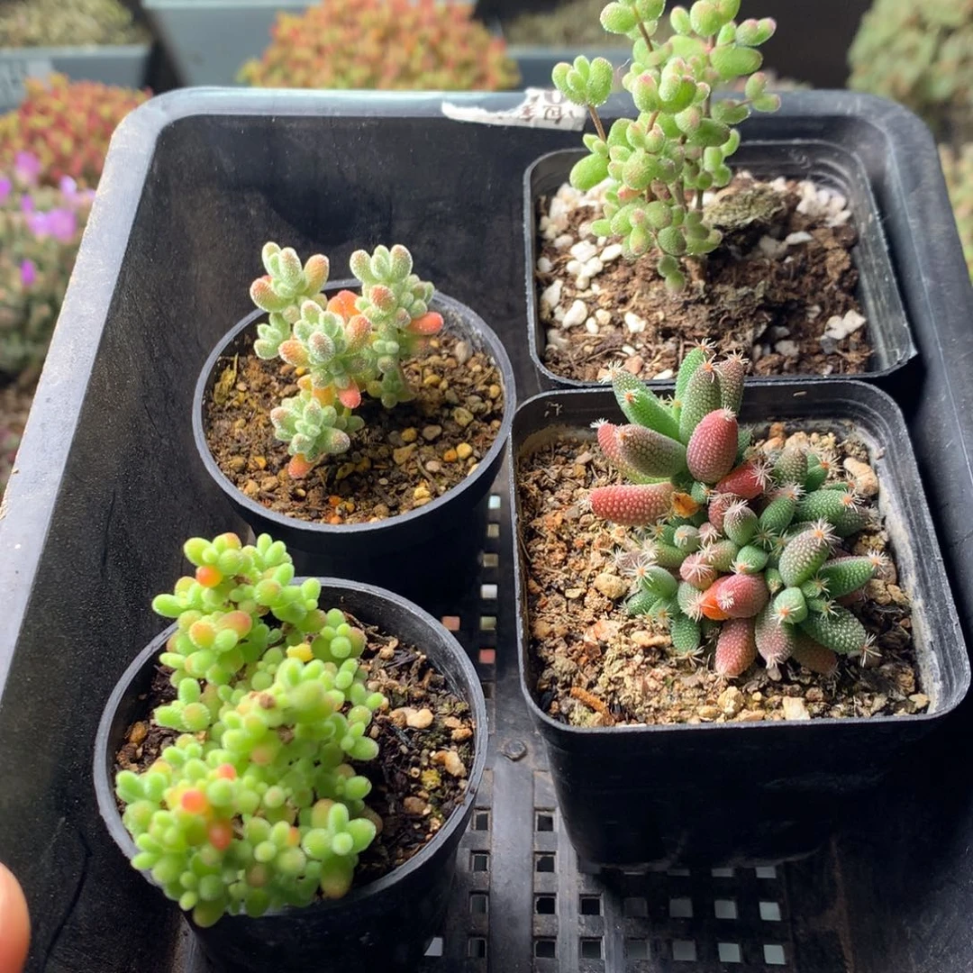 玉米➕冰晶➕蜜桔➕糖球虎斑锦158