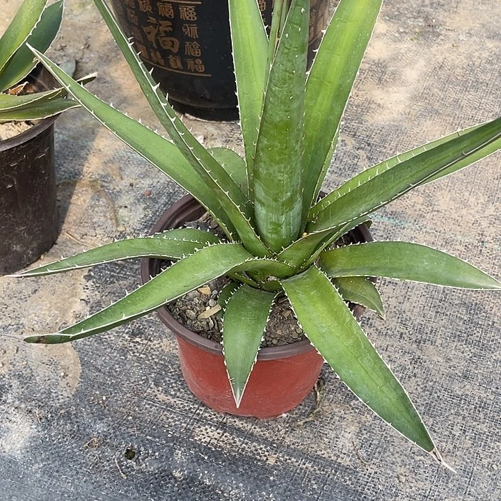 无花朵伽西467899