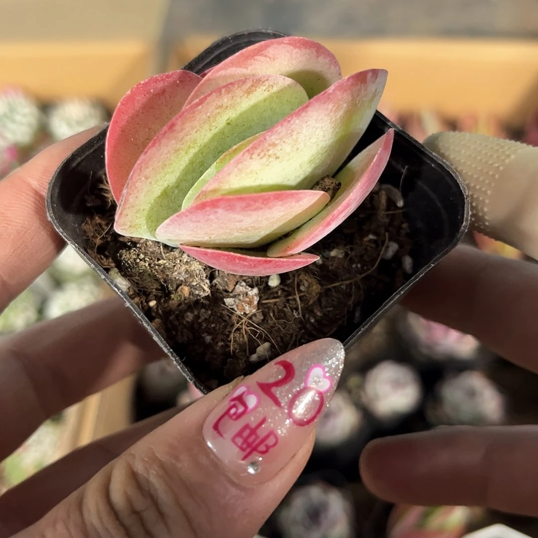 小唐印单头发货有根