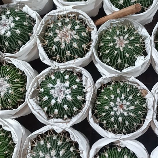 多棱玉冠幅7公分球球