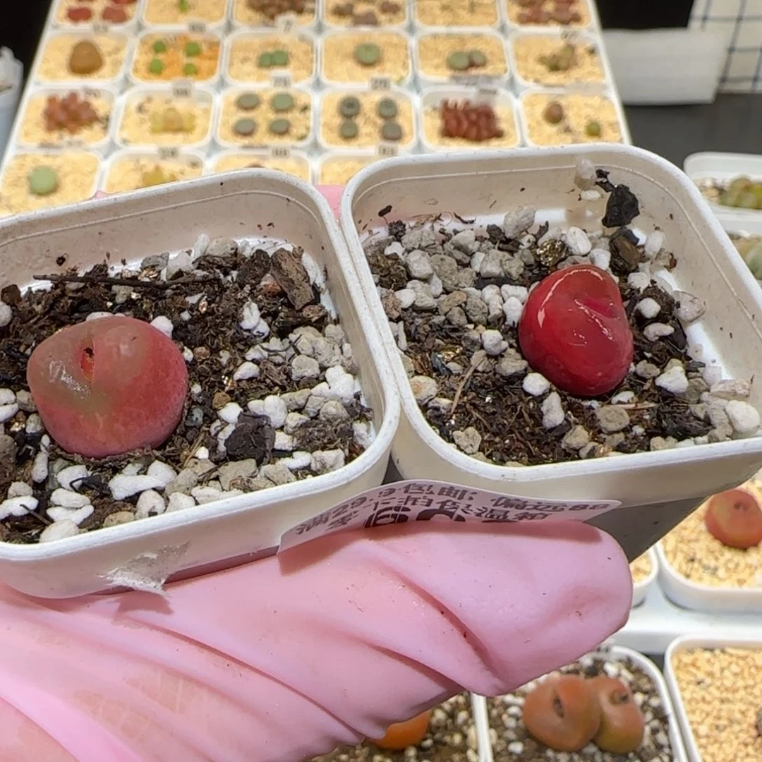 A****l肉锥多肉植物百科5-606