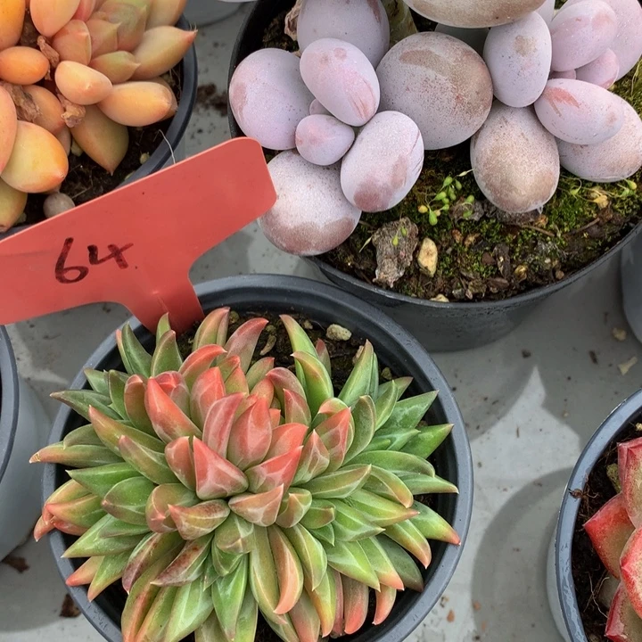 读肉皮子和欧737373737