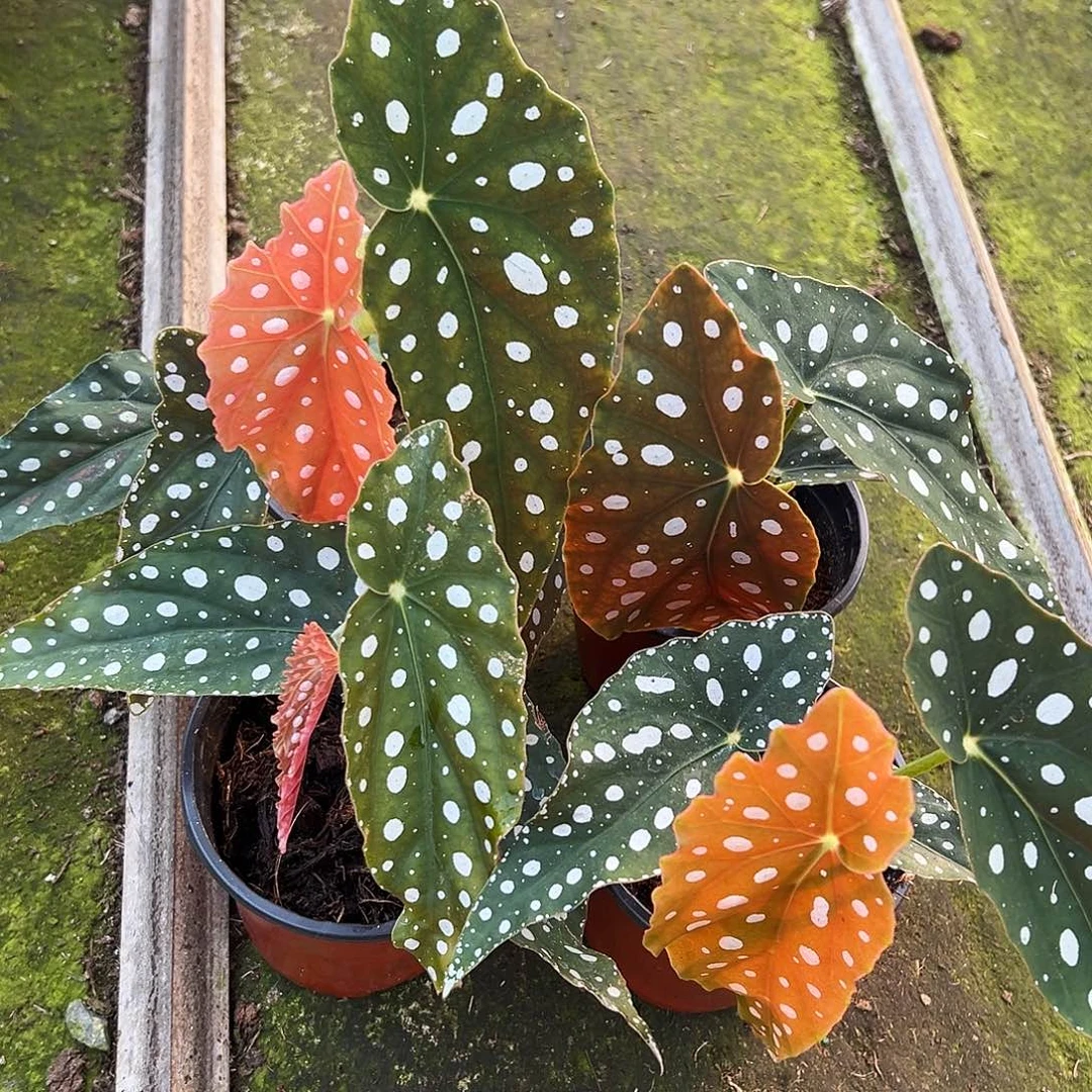 完全开放退锦鳟鱼不售后随机发货