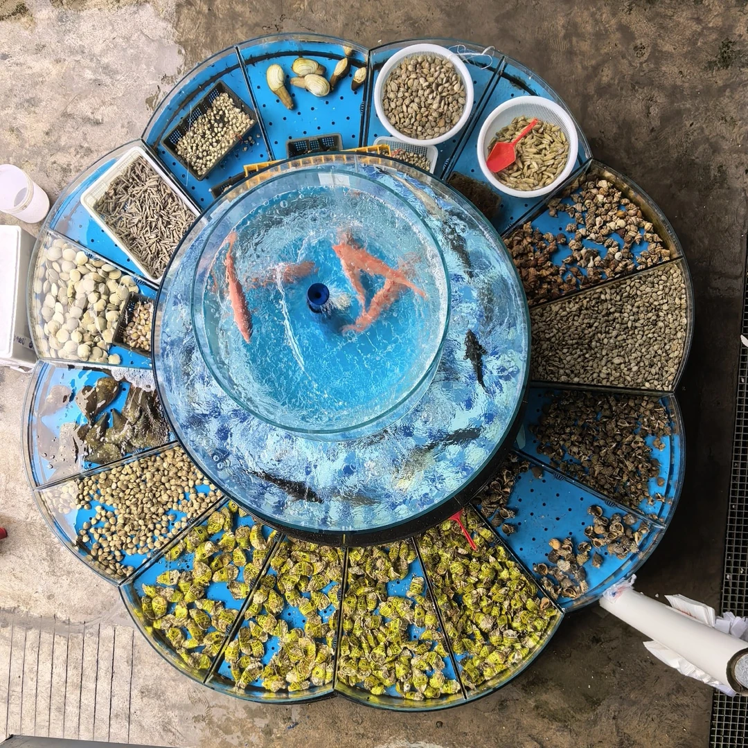 刚上岸的冰鲜蟹（一只4-5两）25一斤