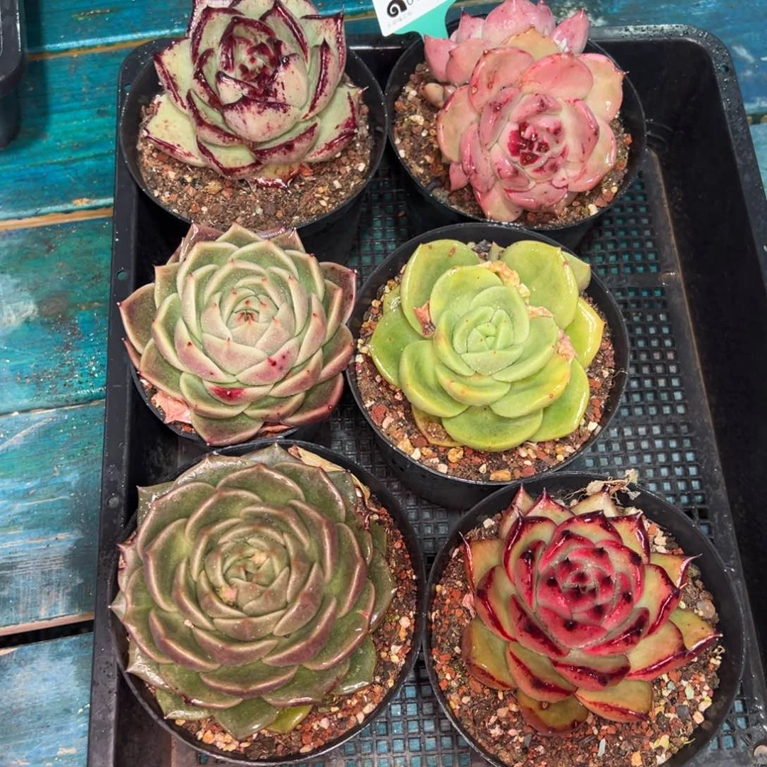 从前慢多肉精选编号0121.314