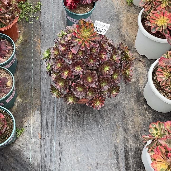 047漂亮漂亮漂亮漂亮漂亮