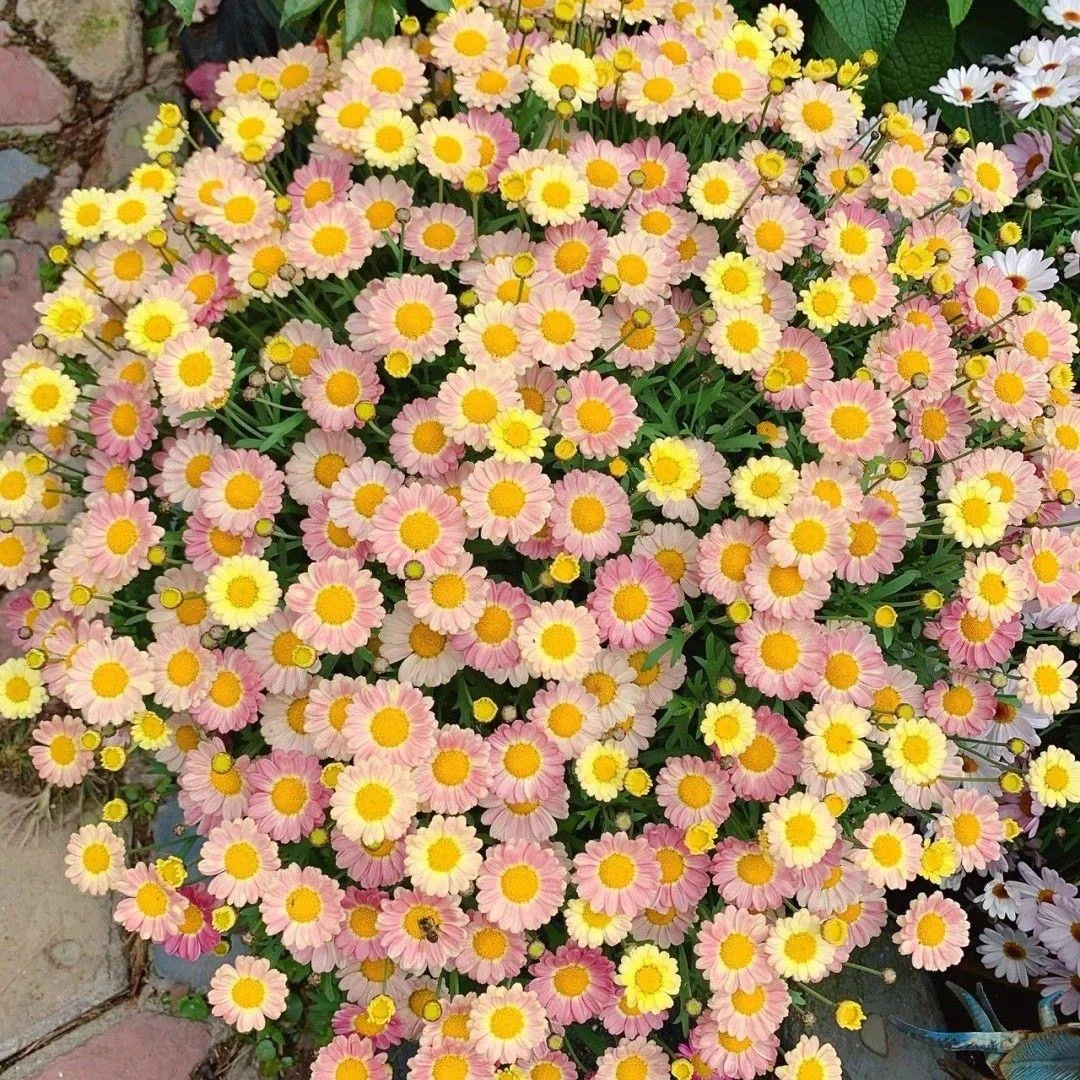 花野家 玛格利特盆栽