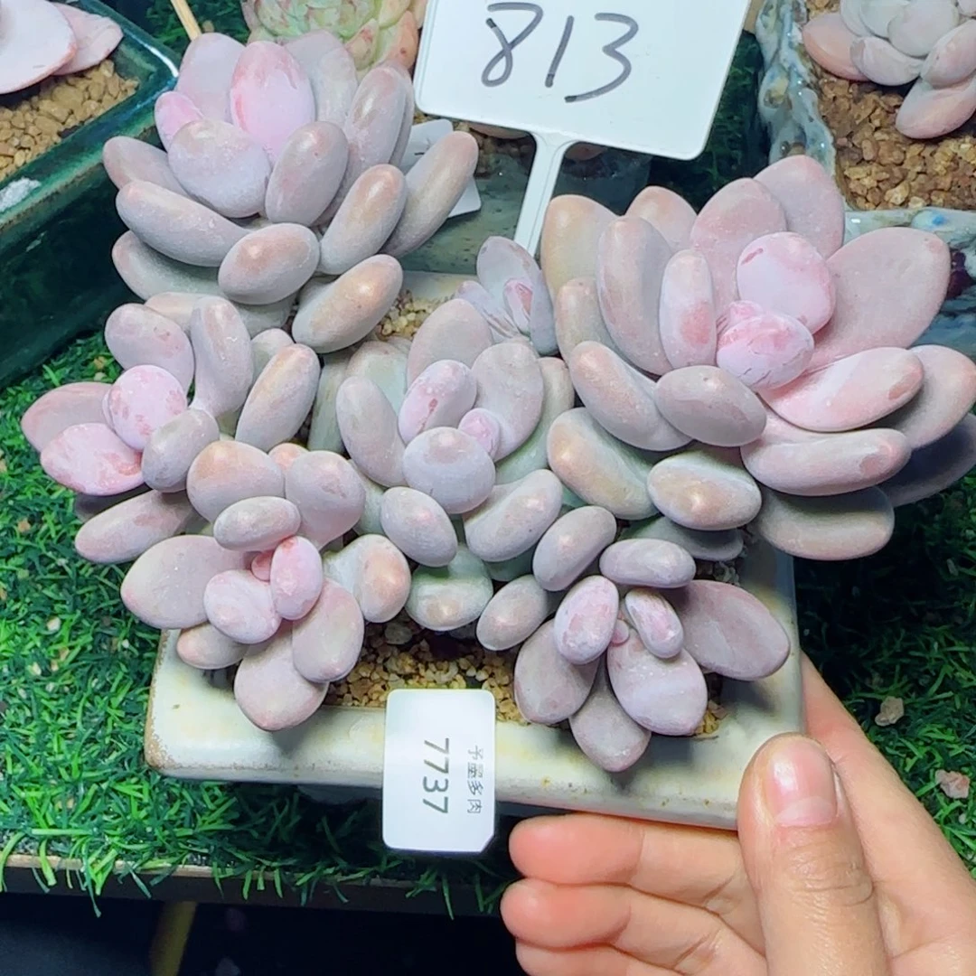 蛋黄奶，7737多肉植物