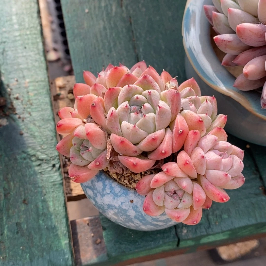 带盆佳人群，123456789