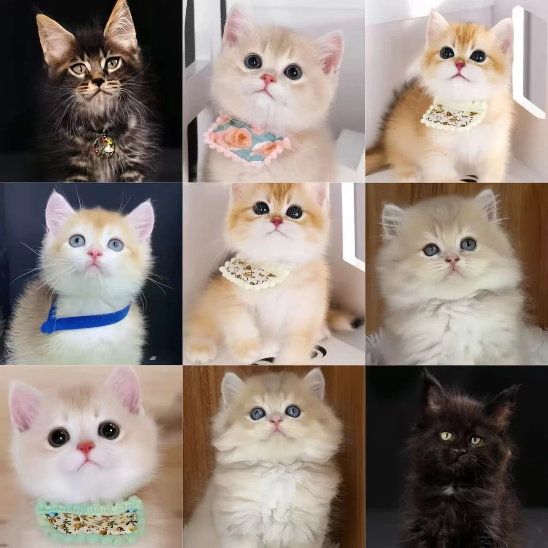 【多萌新】缅因猫金渐层兰金布偶猫矮脚宠物猫宠物活体幼体保障链接