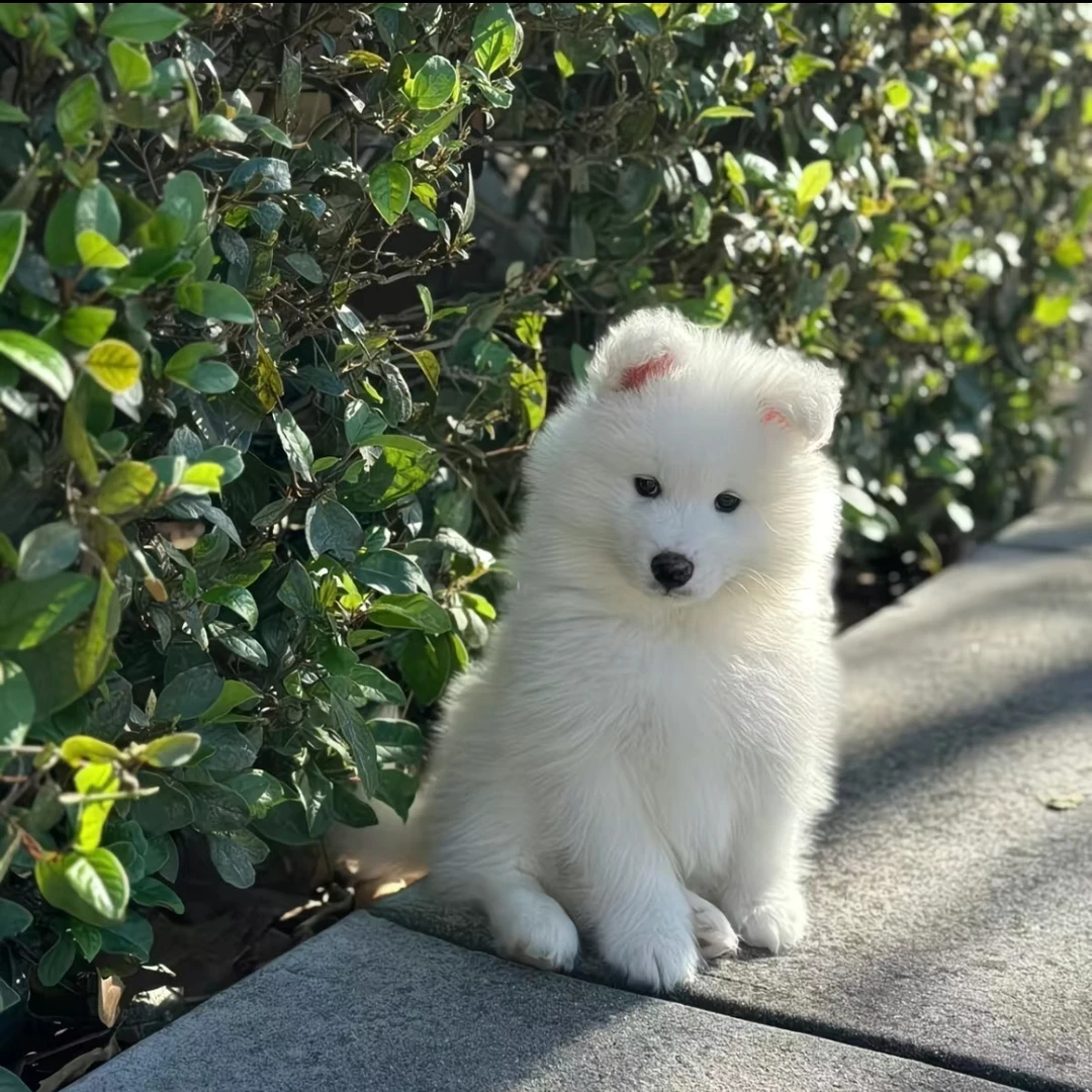 狗狗微笑小天使萨姆耶专属于您的家庭小陪伴出门出行更放心陪伴