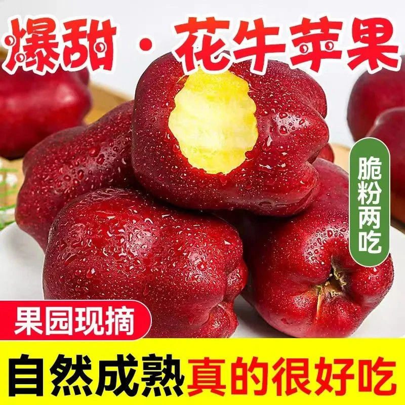 甘肃天水花牛苹果蛇果当季新鲜水果脆粉两吃适合老人宝宝辅食