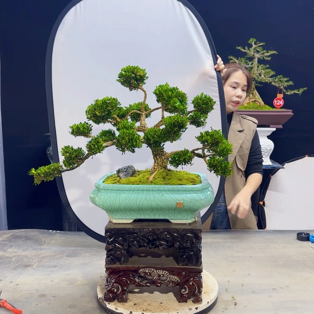 高端黄杨盆景艺术用****3