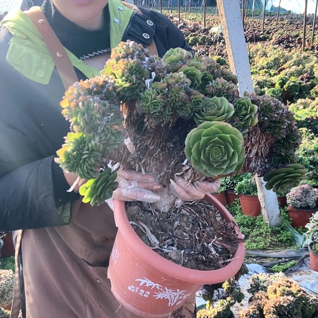 诗***意081万圣节缀干伤处理