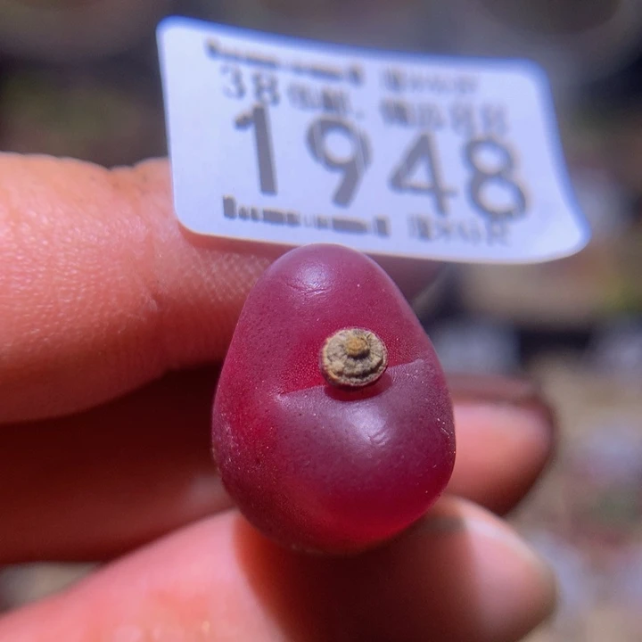 zzz精品生石花1948