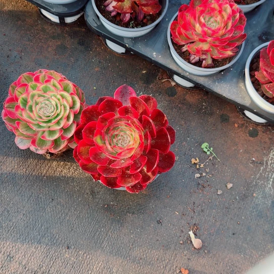 @****李260法师三棵带盆发货