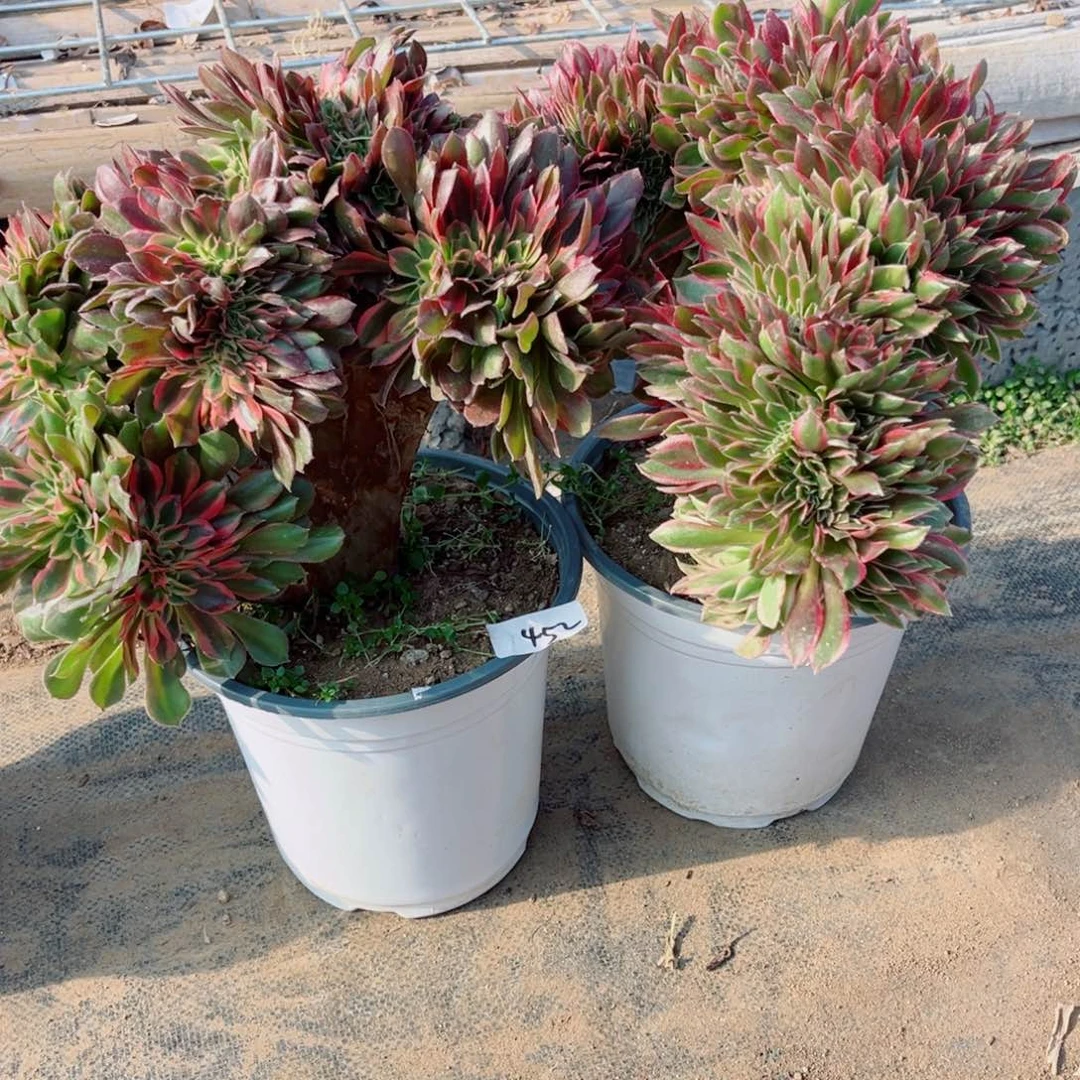 西***制452两颗红袖缀化多肉植物