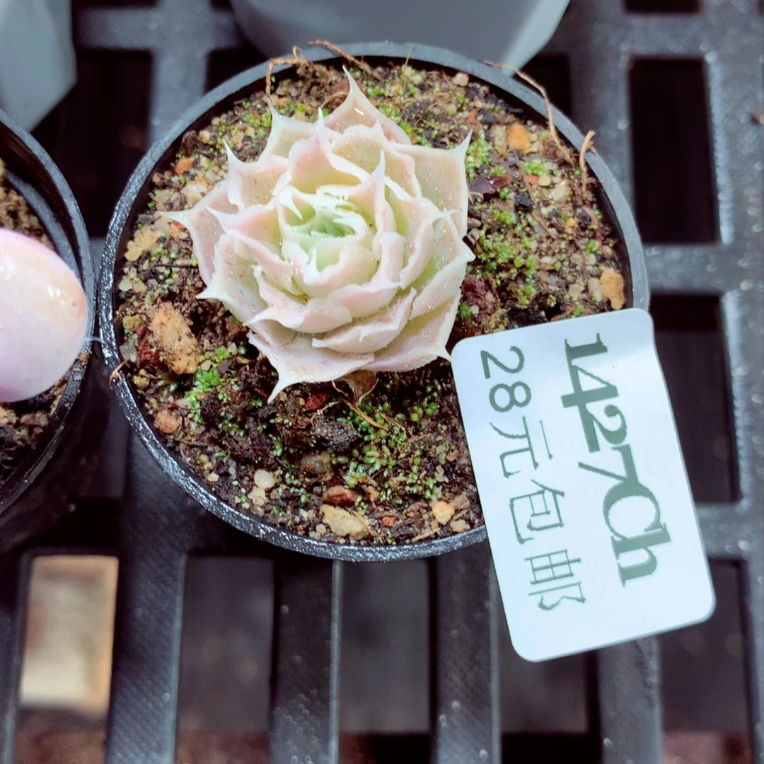 5厘米盆精控多肉1427