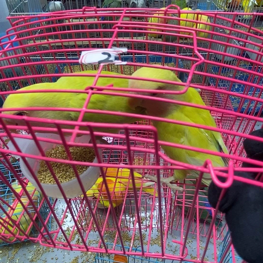 粥***力桃脸牡丹鹦鹉蓝腰