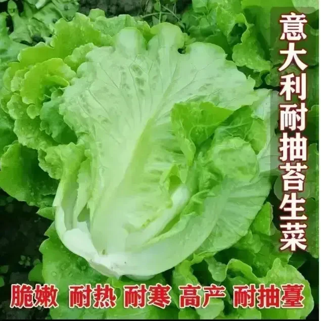高产量意大利罗马生菜种子耐冷耐抽苔生菜种子四季可种