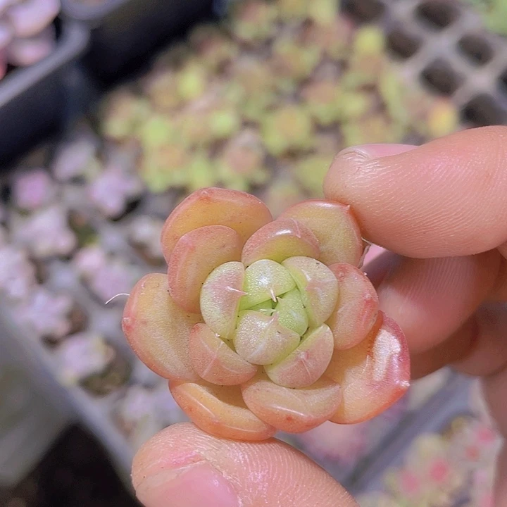 包子脸星茫【满10颗包邮】