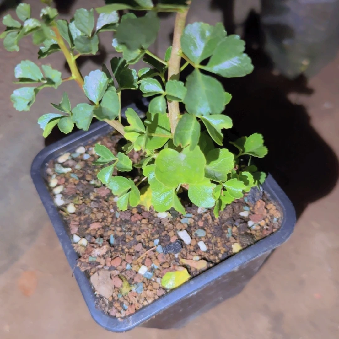 陶***子块根植物块根植物