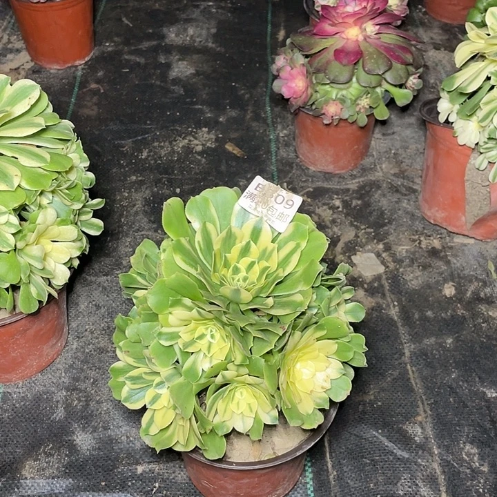 609辛尼亚多肉法师