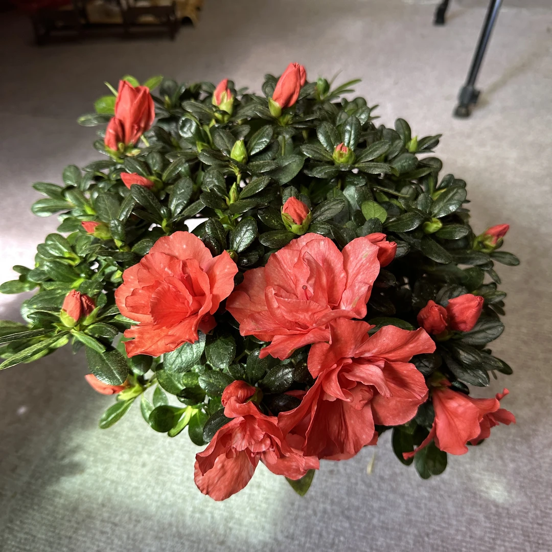 中国红色杜鹃花盆栽花卉植物带花苞大颗老桩四季开花好养易活绿植