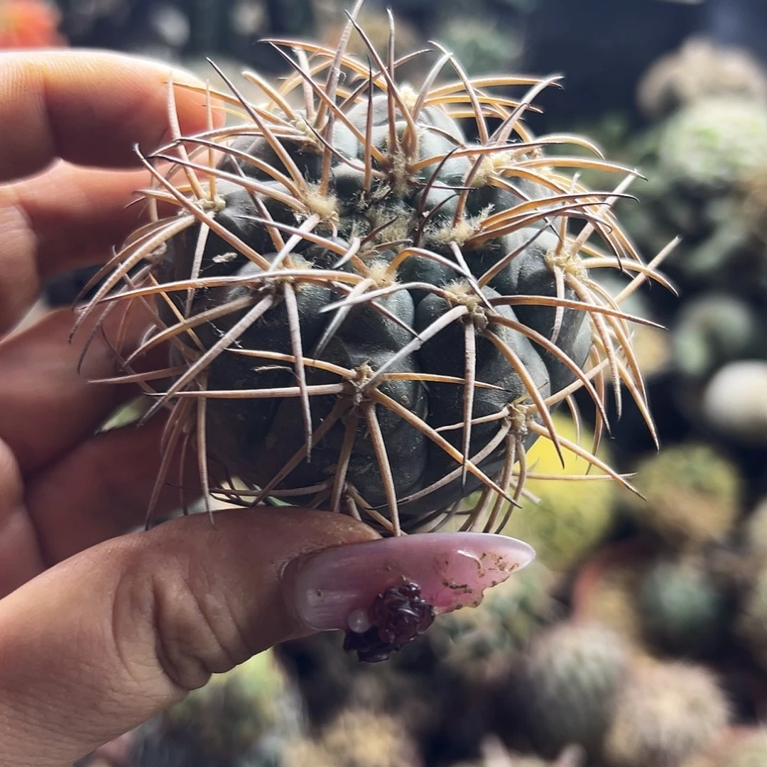 抚刺天平仙人球111111
