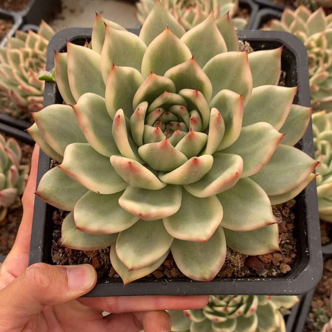 摩根多肉植物8418