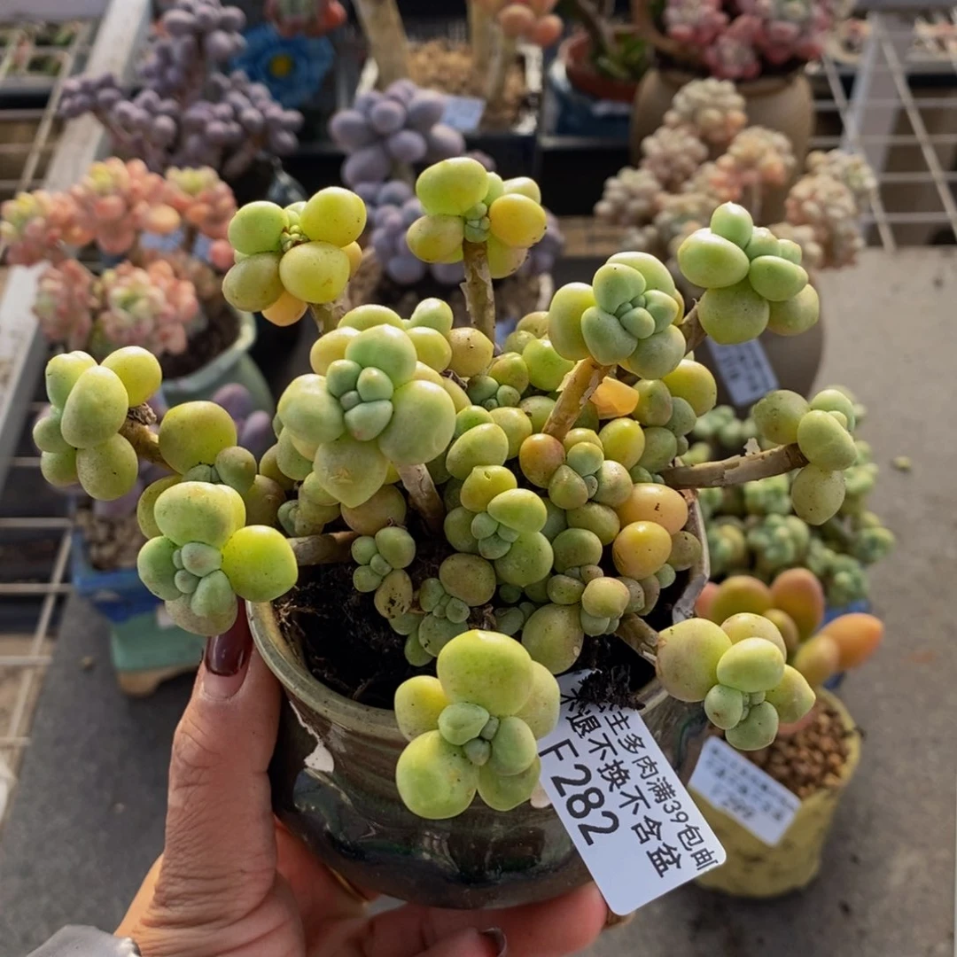 奶糕282/10vm的肉