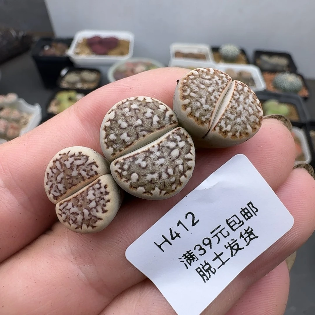 412敌人哈哈哈哈哈哈哈哈