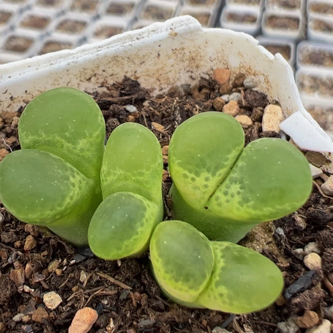 320多肉植物大眼睛1453.81