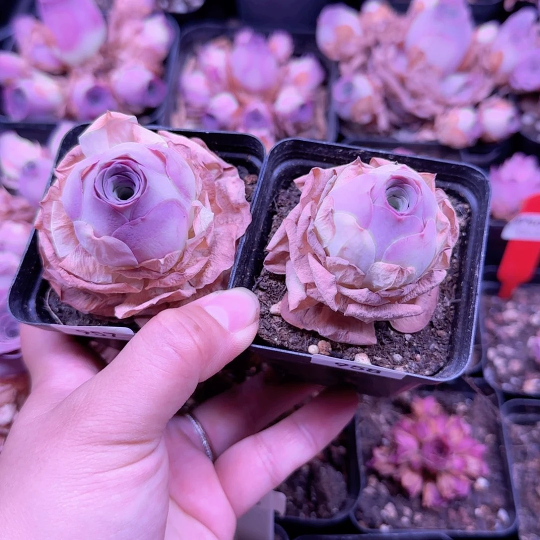 半城玫瑰开播福利小鹿兜957-958