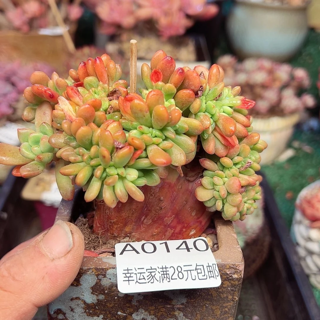 幸运的是我的朋友们