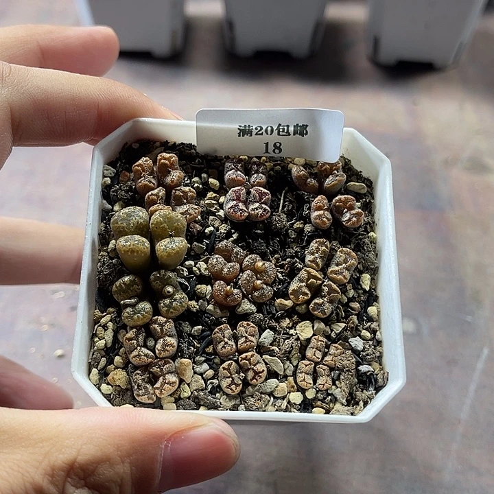 无花朵18、蝴蝶勋章、、