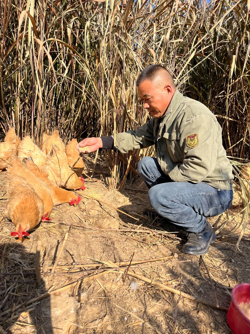 高山散养散放皖西麻黄鸡母鸡新鲜现杀2.2斤以上顺丰发货