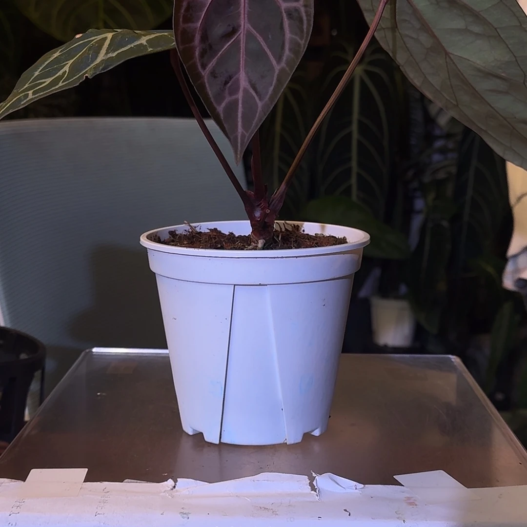 不开花植物W26红骑士杂撕裂纹