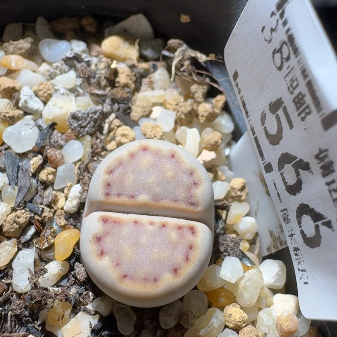 Sss新年福利款566