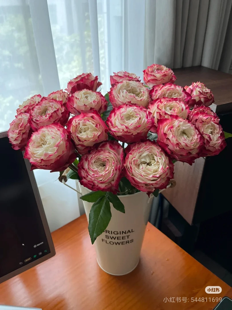 苹果杰克--单头玫瑰  花苞饱满