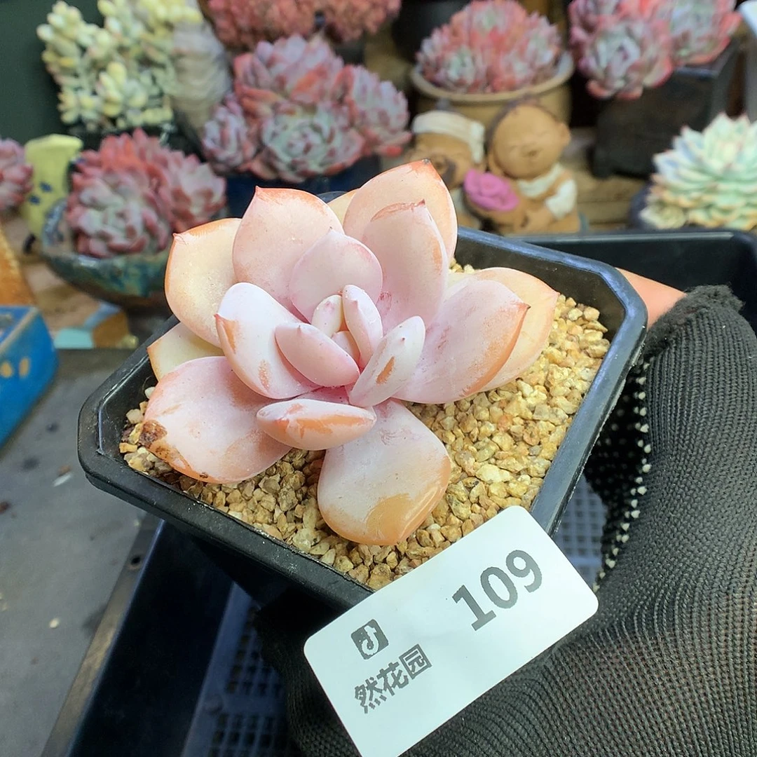 109奶茶多肉植物6666