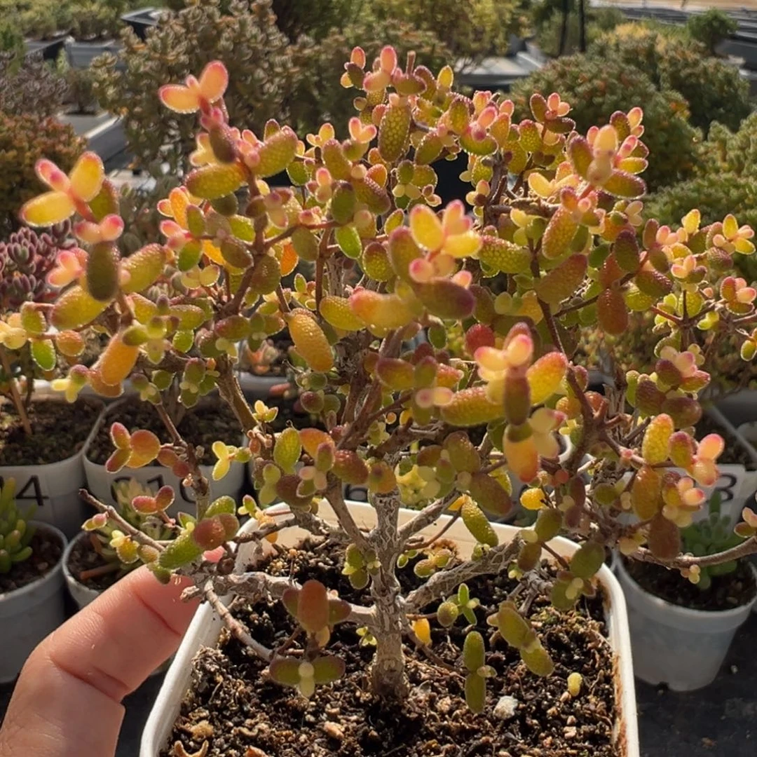 A832糖球3号锦枝干