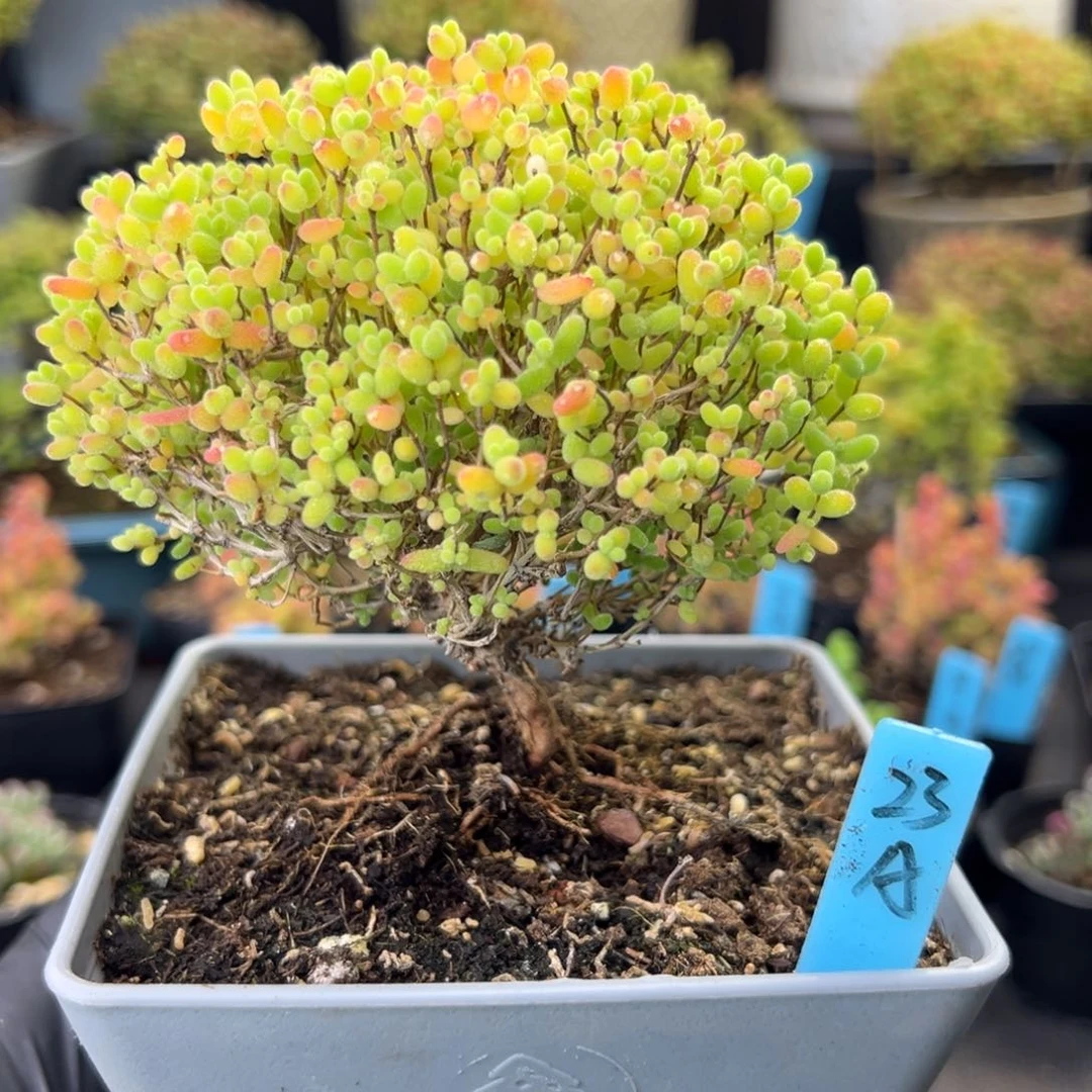 蜜橘糖球蘑菇头23号