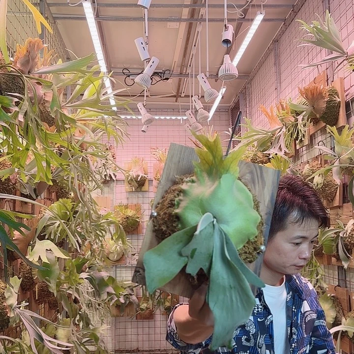 无花朵水汽抓哇a42。