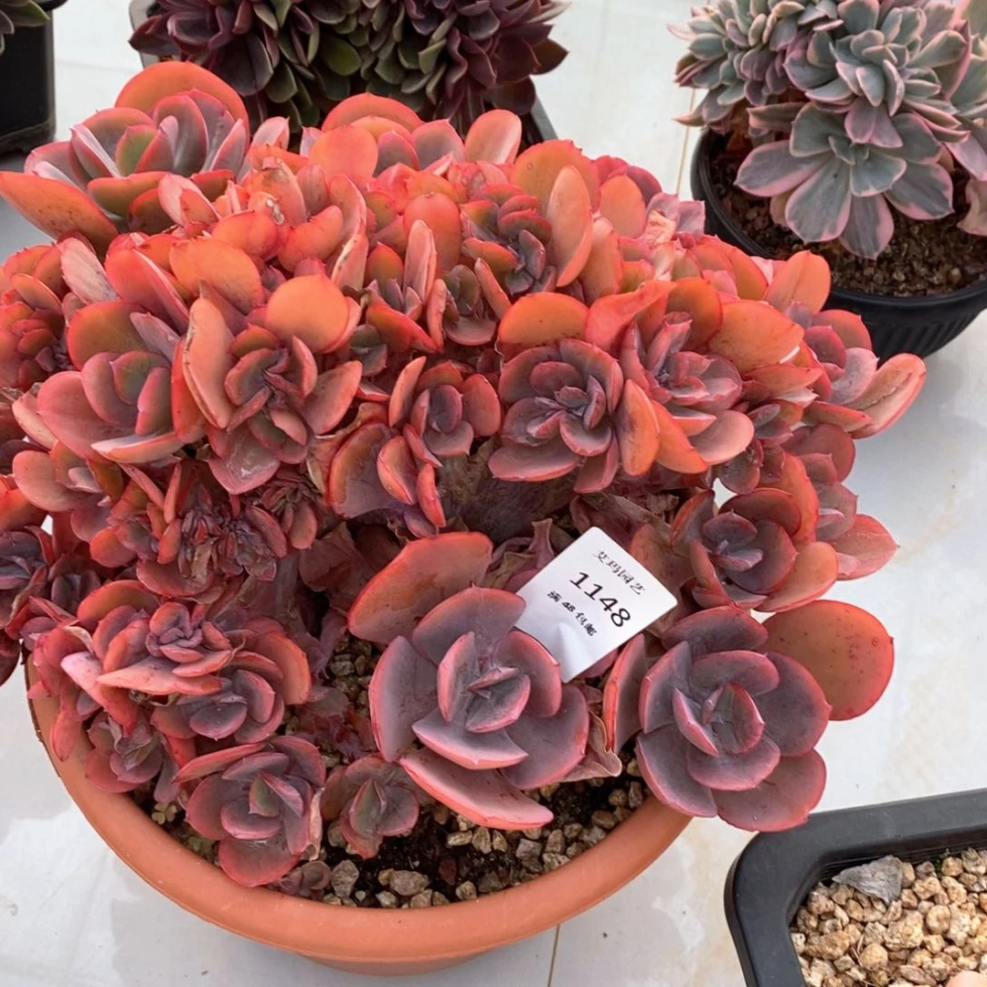 青**草蓝玫瑰缀化多肉多肉1148