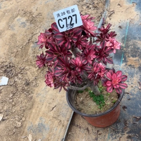 727香香不包断枝